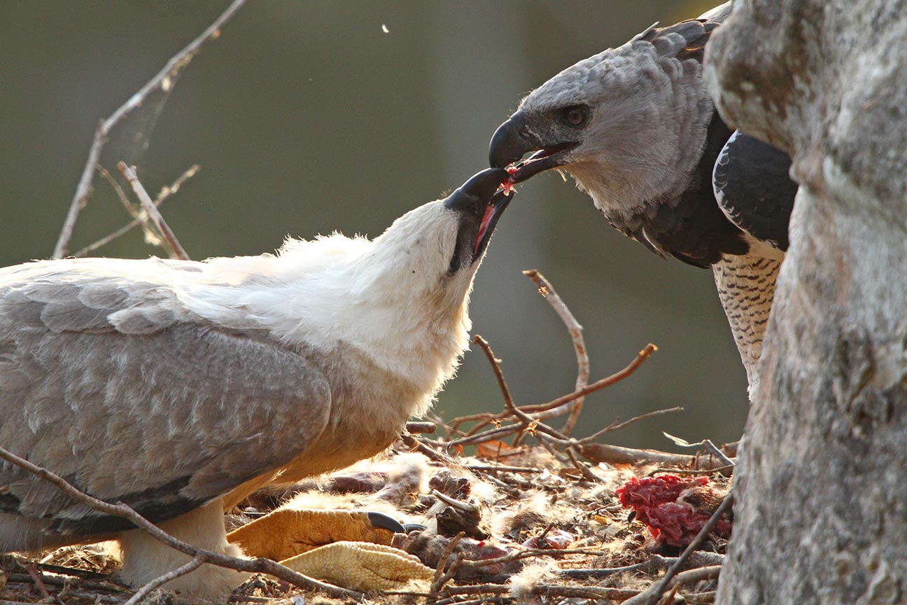 Pictures & Media - EarthMatters.org